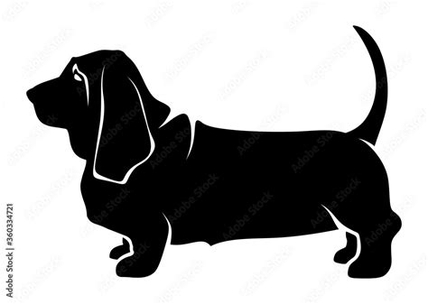 Vector Black Silhouette Of A Standing Basset Hound Dog Isolated On A