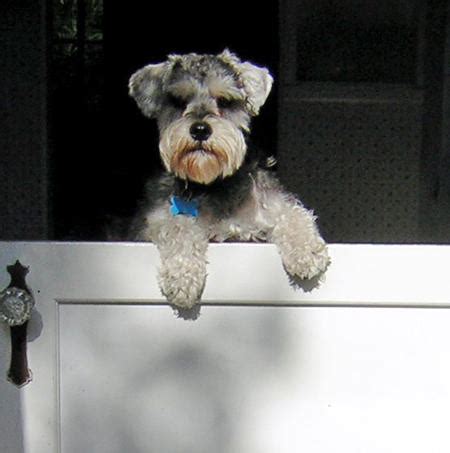 Pet insurance works the same way human insurance does—when you insure your dogs, cats, and these pet insurance companies offer some of our favorite packages and plans for pet insurance. Common Medical Problems With Miniature Schnauzers | Dog ...