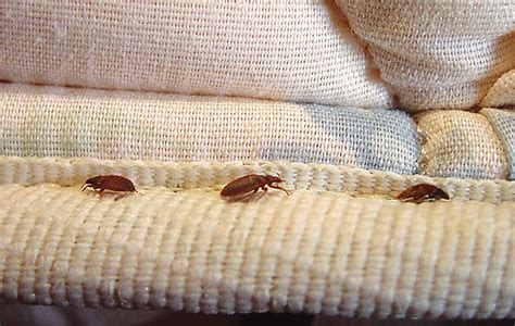 How To Know If A Bed Has Bed Bugs Bed Western