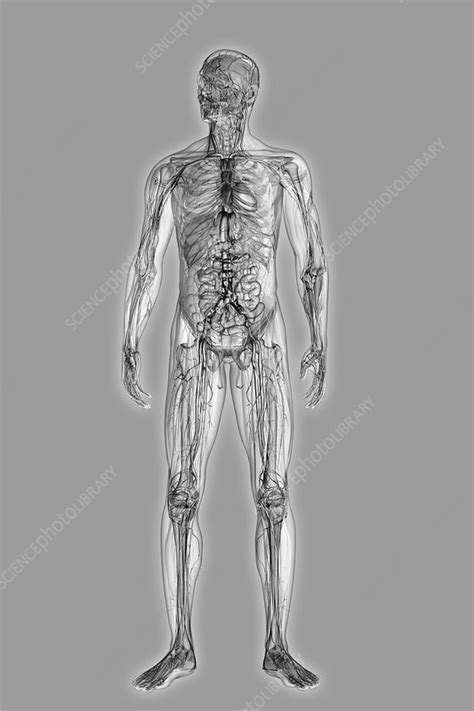 Male Anatomy Artwork Stock Image C0206801 Science Photo Library
