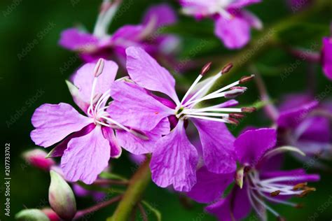 Wild Medicinal Plant Fireweed Epilobium Angustifolium Chamerion