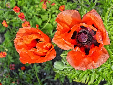 Free Images Blossom Flower Petal Bloom Red Flora Coquelicot