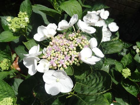 Lace Cap Hydrangea Lace Cap Hydrangea Plants Flowers