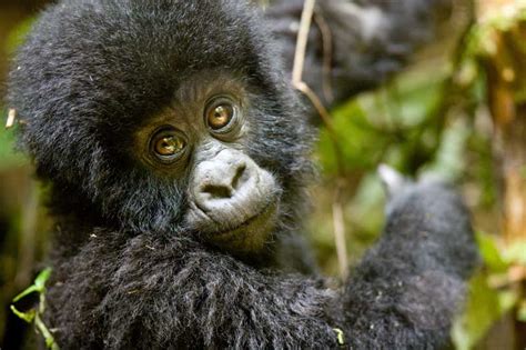 Gorilla Safaris African Portfolio