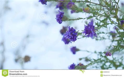 Purple Flowers In The Snow Winter Nature Landscape Stock Photo Image