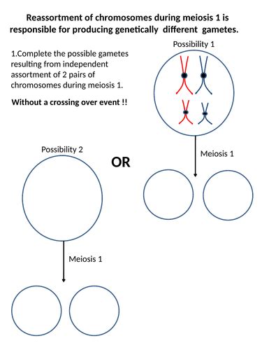 A Level Aqa Biology Meiosis And Variation Teaching Resources