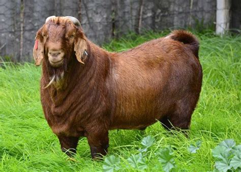 15 Best Goat Breeds For Meat Boer Goats Savanna Goats Goats