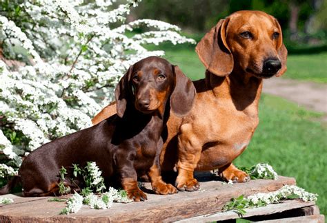 At What Age Do Dachshunds Stop Growing