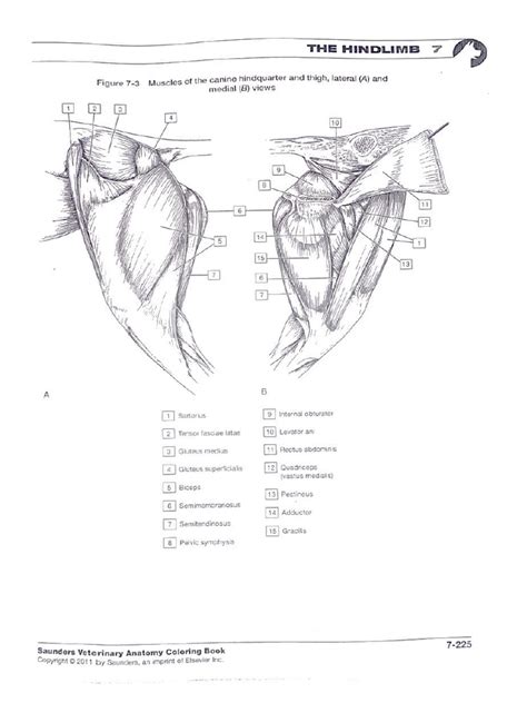 Anatomía Pdf