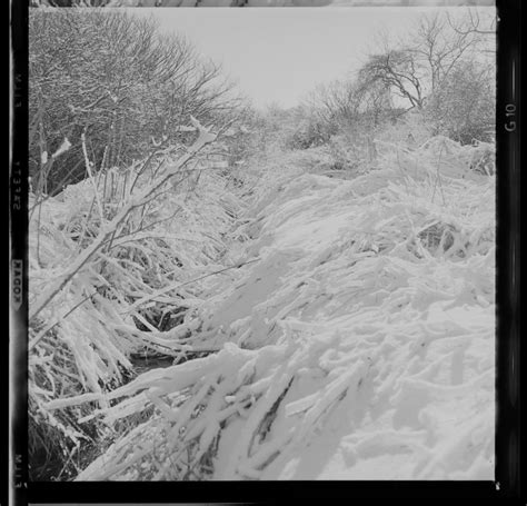 Snow Scene Digital Commonwealth