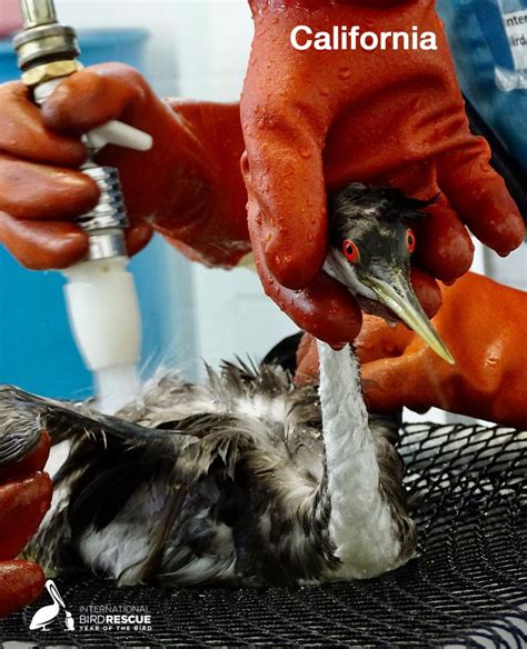 International Bird Rescue Every Bird Matters Oiled Wildlife