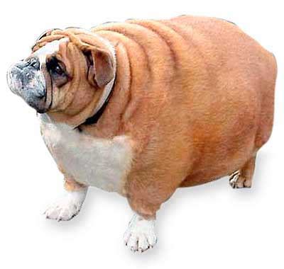 Find images of fat dog. Too Many Treats Will Definitely Make Your Dog Fat - Pets ...
