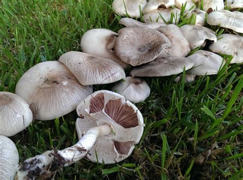 Edible Mushrooms - Seasoned Advice gambar png