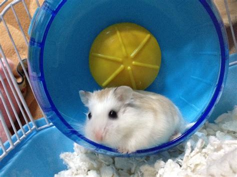 Robo Dwarf Hamster Ichigo My White F Flickr