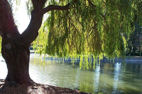 Willow trees are temperate and arctic region plants that grow as trees, shrubs willow bark is available as raw bark, powder, liquid extract, capsule or tablet form for consumption. The Word is My Oyster: Medical Mondays: Willow Bark has a ...
