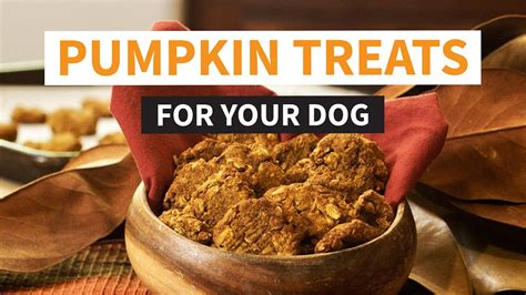 How To Make Pumpkin Spice Treats For Dogs Quick And Easy Recipe For