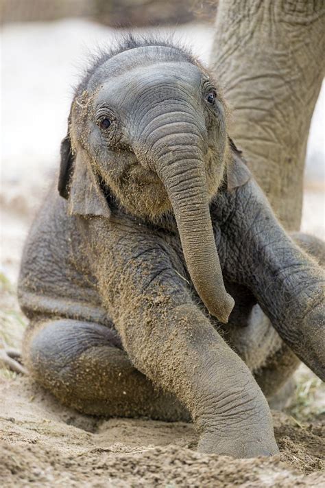 Super Cute Baby African Elephant Afrikaanse Olifant Schattige