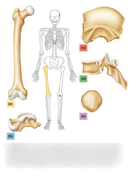 Types Of Bones Diagram Quizlet