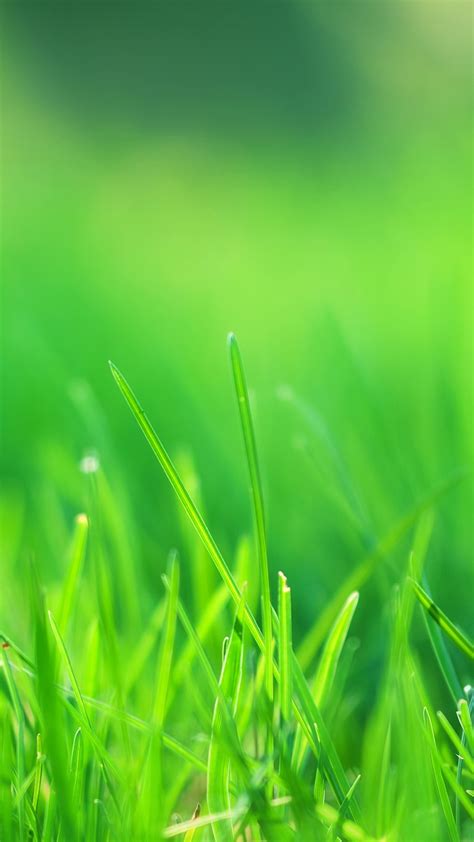 Nature Green Android Wallpaper With Image Resolution Green Nature
