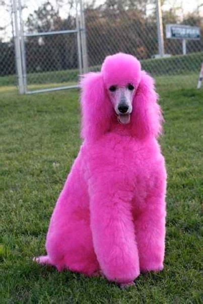 Pink Poodle Love Pink Poodle Pink Animals Poodle