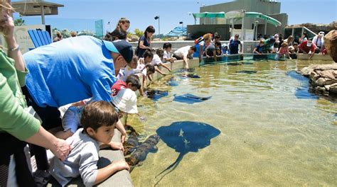 Aquarium Of The Pacific Los Angeles Attraction Au