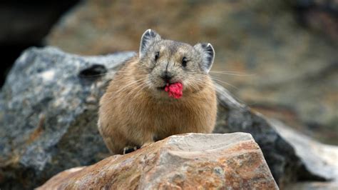 Nature Pika Builds Nest To Survive Long Harsh Winter Twin Cities Pbs