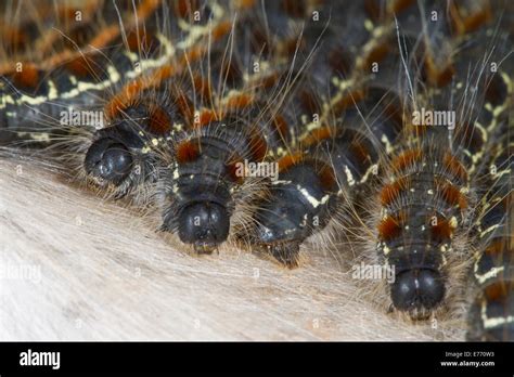 Small Eggar Eriogaster Lanestris Close Up Of Caterpillars Basking On
