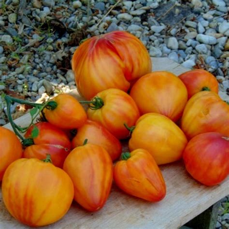 Orange Russian Tomato Seeds Price €210