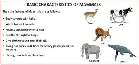 Animal Kingdom Classification Characteristics And Examples Selftution