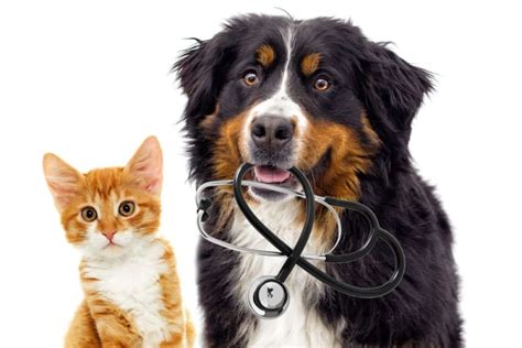 Pet Wellness Plans Are They Worth It For Routine Care