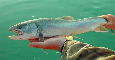 Tips On Salmon Fishing From The Shore Salmon Facts