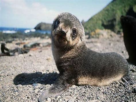 Rare Fur Seals Dying On California Coast