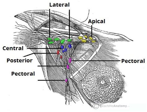 Anatomy Of A Lymph Node