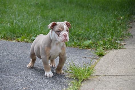 Dogs and cats for sale, puppies for sale. Old English Bulldog Puppies For Sale | Columbus, OH #230011