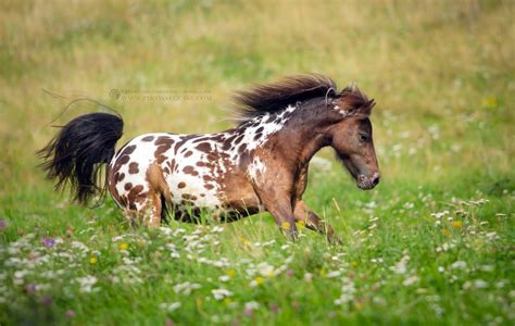 Appaloosa Pony Pony Breeds Barnyard Animals Shetland Pony