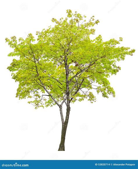 Isolated Single Green Maple Tree Stock Photo Image Of Lush Stem