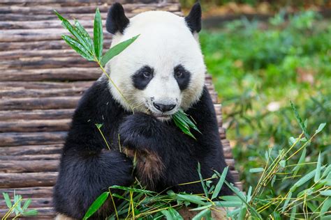 Worlds Oldest Captive Giant Panda Celebrates 38th Birthday
