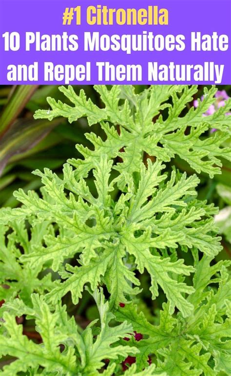 Fly And Mosquito Repellent Plants - fly and insect repellent plants