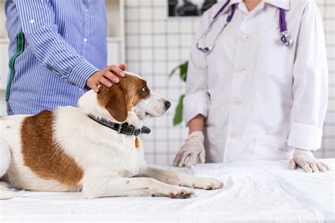 Myths About Pet Spaying And Neutering Forever Vets