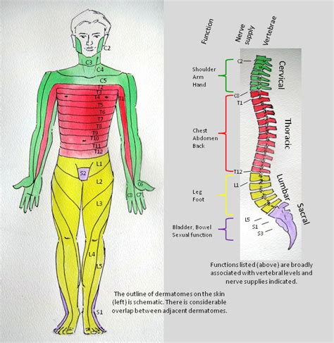 Spinal Cord Dermatome Image Inspire Foundation