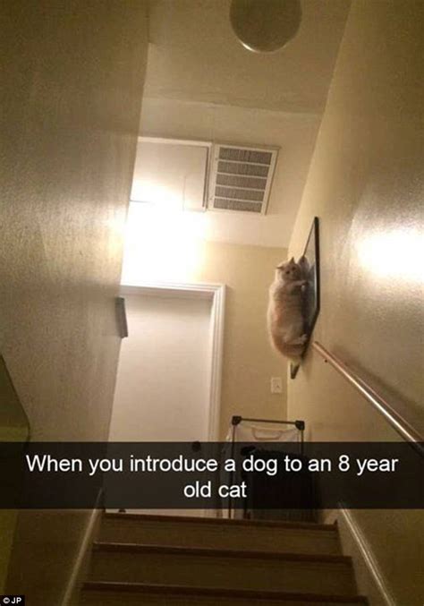 Cat Owners Share Hilarious Snapchats Of Their Pets Daily Mail Online