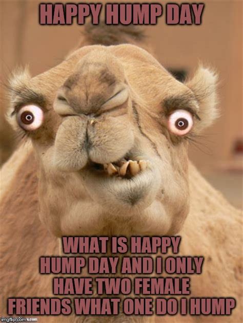 Happy Hump Day Meme