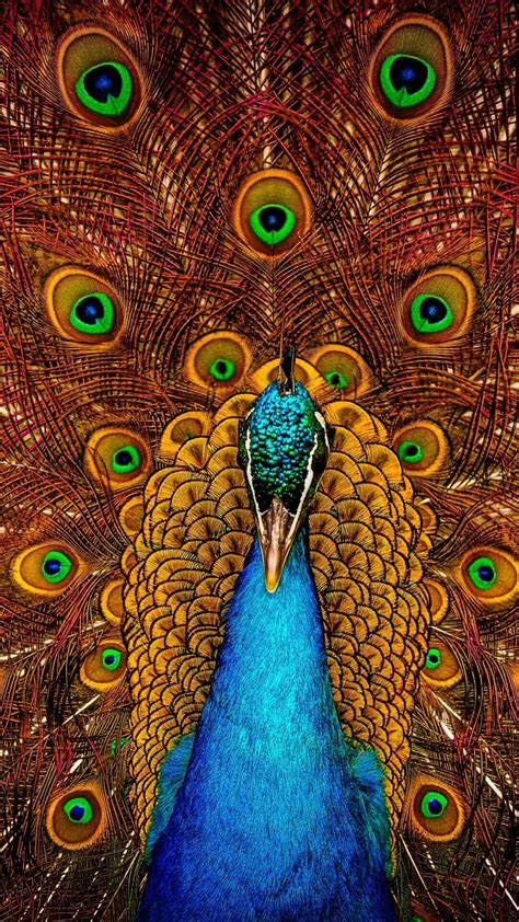 Peacock National Bird Of India Wallpapers Share