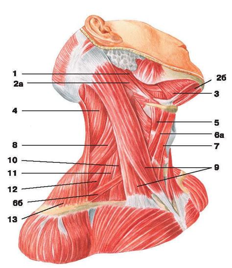 Ähnliches Foto Human muscle anatomy Anatomy bones Muscle anatomy
