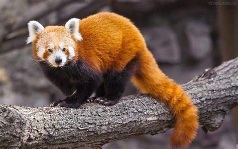 Pin By Tim Beta On Animais Red Panda Panda Bears Wallpaper Animals