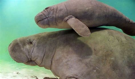 West African Manatee Facts Information And Habitat
