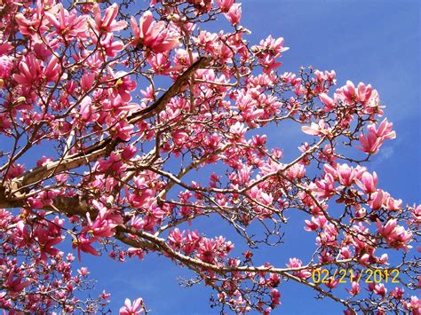 Rockhounding Around My Japanese Tulip Magnolia Tree Bloomed Too Early