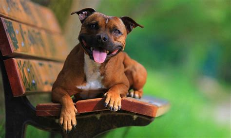 Staffordshire Bull Terrier Breed Characteristics Care And Photos Bechewy