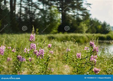 Chamaenerion Angustifolium Purple Flowers Fireweed Plant Medical Tea