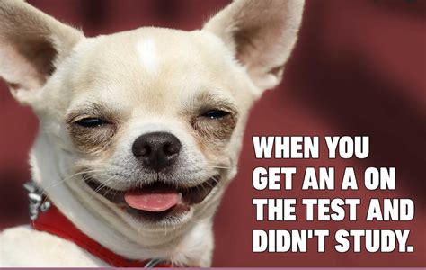 7 Funny Dog Memes To Make You Chuckle Baxterboo